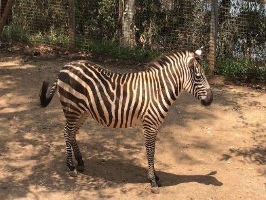 中國十大最受歡迎動物園,廣州長隆野生動物世界、上海野生動物園受歡迎