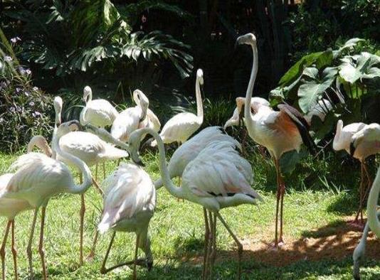中國十大最受歡迎動物園,廣州長隆野生動物世界、上海野生動物園受歡迎