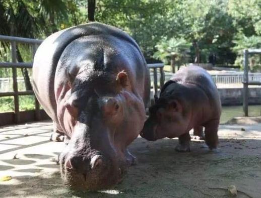 中國十大最受歡迎動物園,廣州長隆野生動物世界、上海野生動物園受歡迎