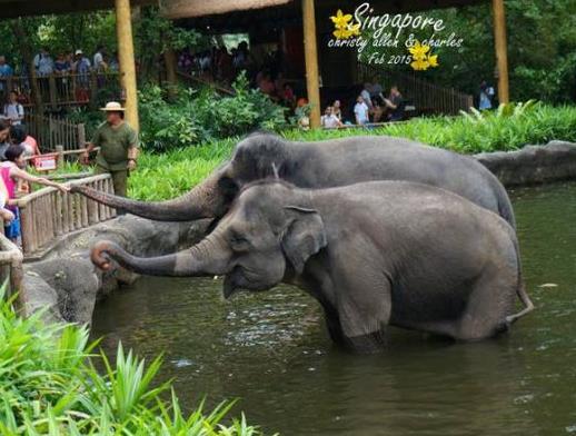中國十大最受歡迎動物園,廣州長隆野生動物世界、上海野生動物園受歡迎