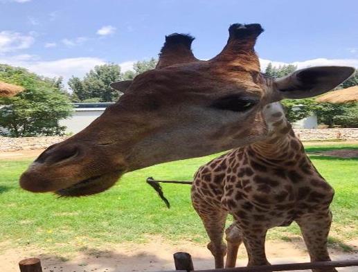 中國十大最受歡迎動物園,廣州長隆野生動物世界、上海野生動物園受歡迎
