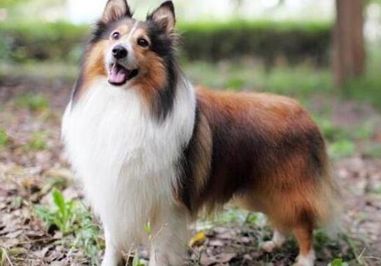 十大最保護主人的狗狗排名,藏獒對主人十分忠誠、高加索牧羊犬是犬中之王