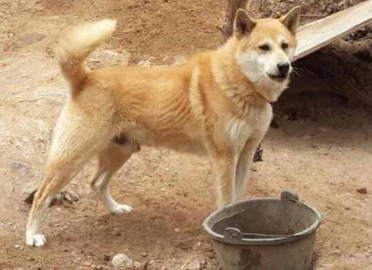 十大最保護主人的狗狗排名,藏獒對主人十分忠誠、高加索牧羊犬是犬中之王