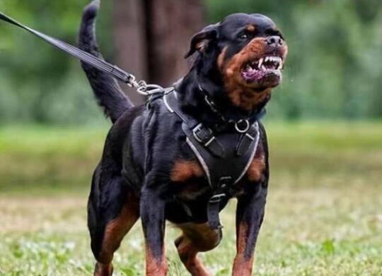 十大最保護主人的狗狗排名,藏獒對主人十分忠誠、高加索牧羊犬是犬中之王