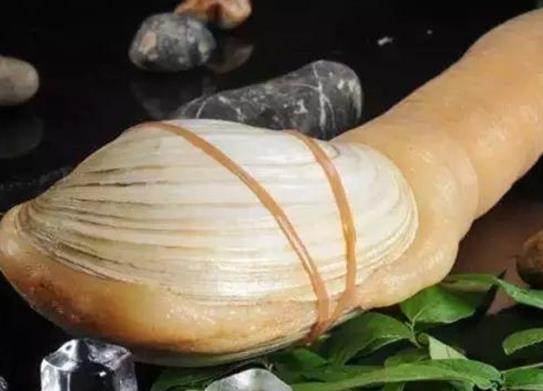 廣東十大河鮮排行榜,鮑魚蛋白質含量高、象拔蚌肉質鮮美