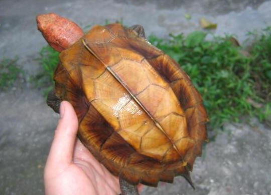 十大容易暴斃的烏龜排名,馬來食螺龜、枯葉龜對生存環(huán)境要求十分嚴(yán)格