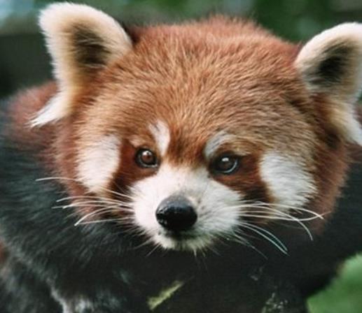 丹麥南丹麥大區十大旅游景點排行 給斯卡德動物園吸引了很多游客