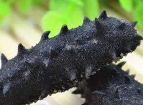 盤點(diǎn)生物界五大壽命最長生物 海生的蛤蜊是一種比較長壽的物種