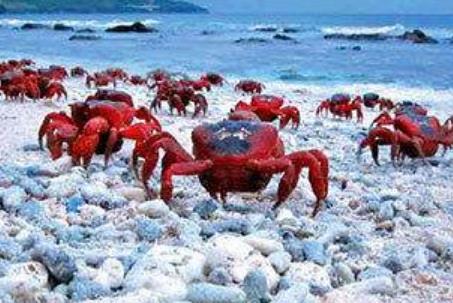 盤點世界五大被小動物占領(lǐng)的小島 哥斯達黎加有一個“狗島”