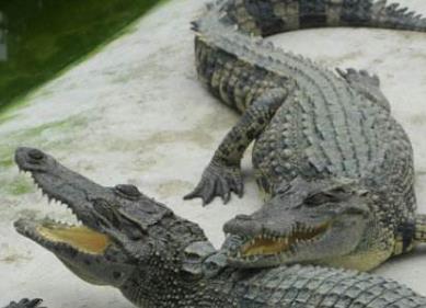全世界對于人類五大最危險動物 大象由于其體型而被列為危險的動物