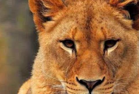 全球五大“活得最累”的動物 紅毛猩猩現在全球僅存3萬只