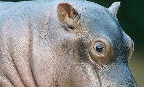 全世界對于人類五大最危險動物 大象由于其體型而被列為危險的動物