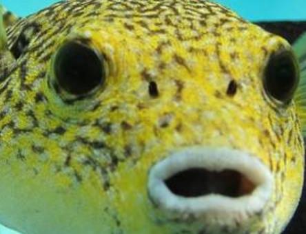 地球五大最可愛動物 尖嘴魚與海馬和海龍是同一族生物