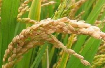 遼寧丹東土特產(chǎn)品排行榜 丹東板栗可生食糖炒