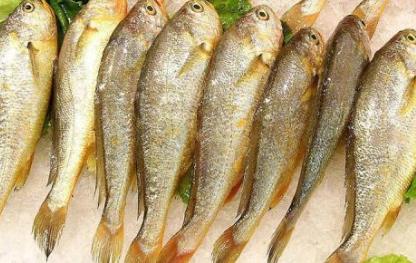 遼寧營(yíng)口土特產(chǎn)品排行 小黃花魚(yú)開(kāi)胃益氣