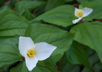 湖北神農架地方特色小吃排行榜 神農百花蜜可健身增