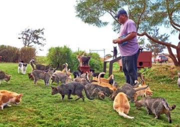 盤點世界被小動物占領的小島 哥斯達黎加狗島由私人資助