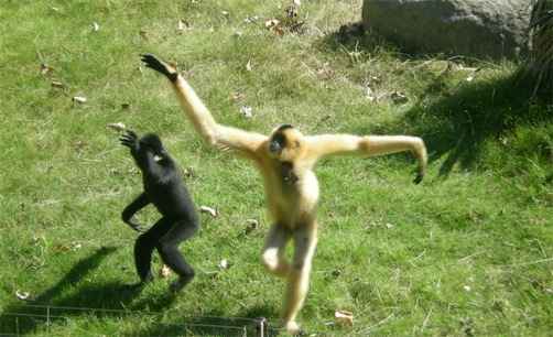 世界十大一夫一妻制的動物排名 母狼一定時間內(nèi)只會專心與一只公狼交配