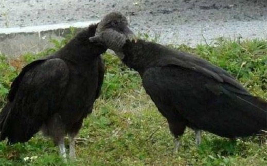 世界十大一夫一妻制的動物排名 母狼一定時間內(nèi)只會專心與一只公狼交配