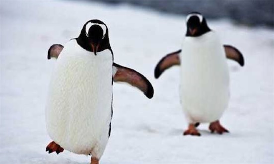 世界十大一夫一妻制的動物排名 母狼一定時間內(nèi)只會專心與一只公狼交配