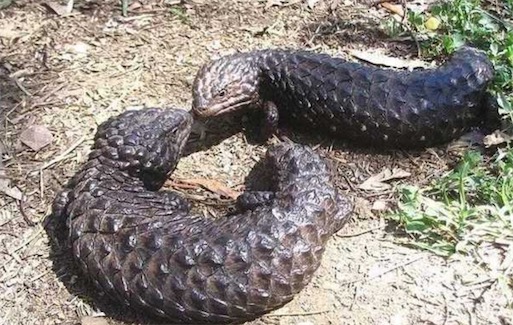 世界十大一夫一妻制的動物排名 母狼一定時間內(nèi)只會專心與一只公狼交配