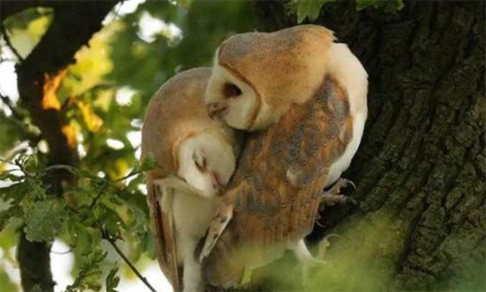 世界十大一夫一妻制的動物排名 母狼一定時間內(nèi)只會專心與一只公狼交配
