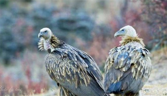 世界十大一夫一妻制的動物排名 母狼一定時間內(nèi)只會專心與一只公狼交配