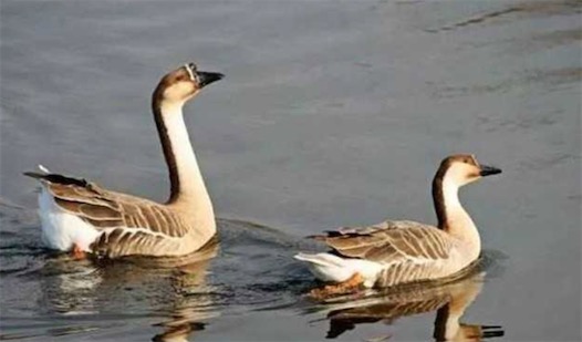 世界十大一夫一妻制的動物排名 母狼一定時間內(nèi)只會專心與一只公狼交配