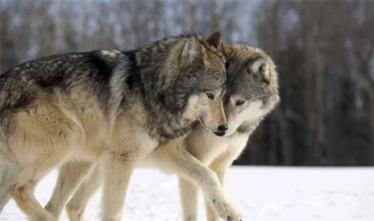 世界十大一夫一妻制的動物排名 母狼一定時間內(nèi)只會專心與一只公狼交配
