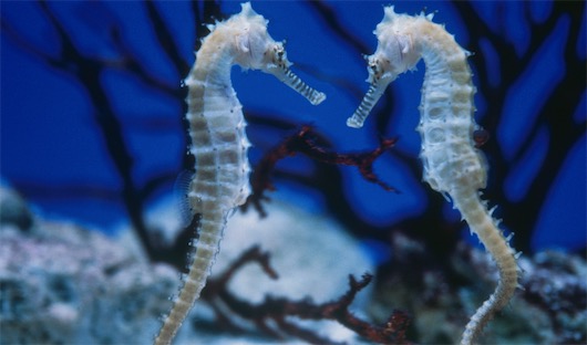 十大最浪漫的動物排名 雄性河豚建造美麗的巢穴來吸引雌性河豚