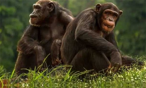十大最浪漫的動物排名 雄性河豚建造美麗的巢穴來吸引雌性河豚