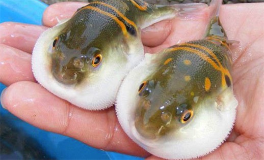 十大最浪漫的動物排名 雄性河豚建造美麗的巢穴來吸引雌性河豚
