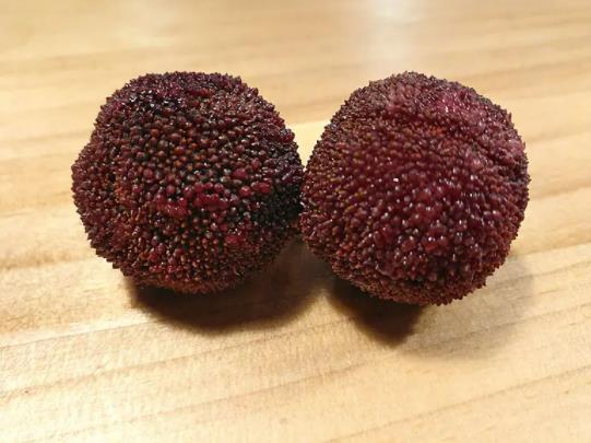 楊梅用鹽水泡了一天一夜還能吃嗎?楊梅是紅的好還是黑的好 楊梅用鹽水泡了一天一夜還能吃嗎?楊梅是紅的好還是黑的好