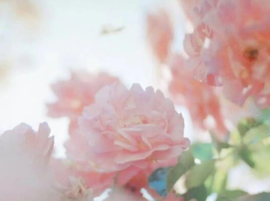 ֻ@ôՈ(qng)ֻ@ô@ȡ