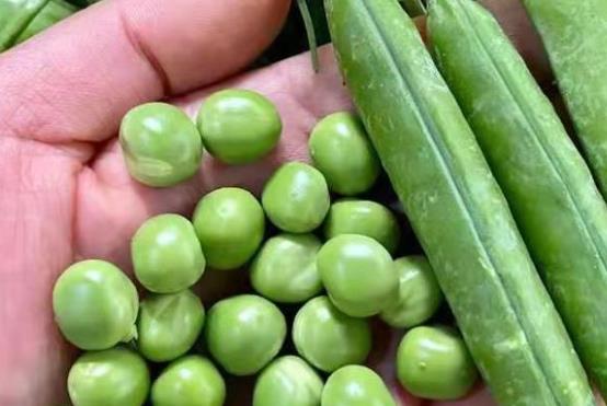 孕期可以吃豌豆嗎?孕期吃豌豆需要注意什么? 孕期可以吃豌豆嗎?孕期吃豌豆需要注意什么?