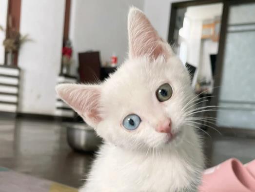 幼崽貓為什么老是叫怎么辦?為什么貓貓一只眼睛流眼淚 幼崽貓為什么老是叫怎么辦?為什么貓貓一只眼睛流眼淚