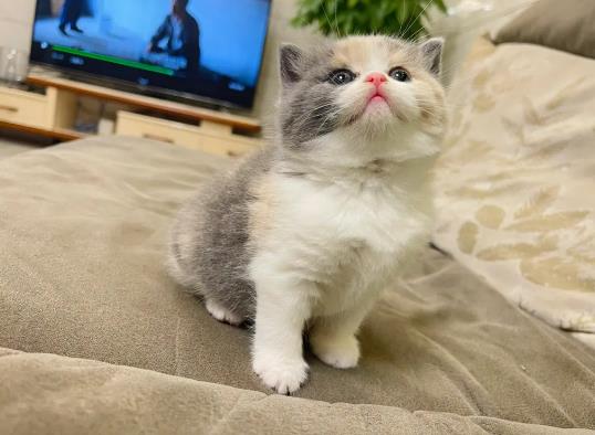 貓瘟會自己產生么?根治貓蘚要多久 貓瘟會自己產生么?根治貓蘚要多久