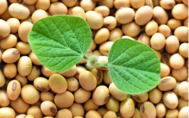 大豆過敏可以吃綠豆嗎 大豆過敏可以吃其他豆類嗎 大豆過敏可以吃綠豆嗎 大豆過敏可以吃其他豆類嗎