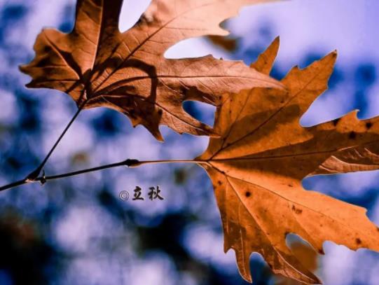 2023立秋后會有臺風出現嗎?立秋后是不是就沒有蚊子了 2023立秋后會有臺風出現嗎?立秋后是不是就沒有蚊子了
