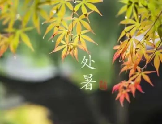 處暑過后能種啥菜?過了處暑天氣還會熱嗎 處暑過后能種啥菜?過了處暑天氣還會熱嗎