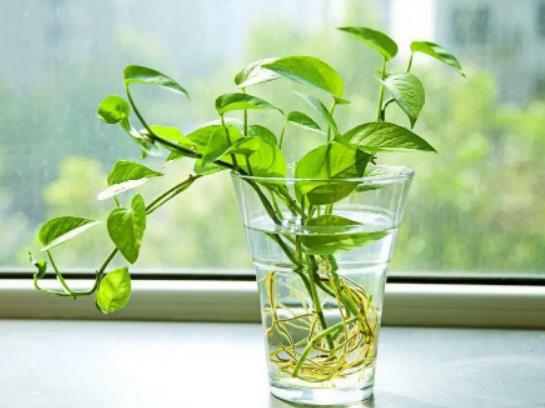 綠蘿剪枝放水里能活嗎?綠蘿營養液是直接澆在上面還是兌水澆了 綠蘿剪枝放水里能活嗎?綠蘿營養液是直接澆在上面還是兌水澆了