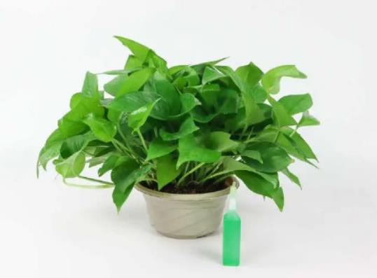綠蘿營養(yǎng)液可以直接加水澆在綠蘿上嗎?綠蘿是喜陰還是喜陽植物 綠蘿營養(yǎng)液可以直接加水澆在綠蘿上嗎?綠蘿是喜陰還是喜陽植物