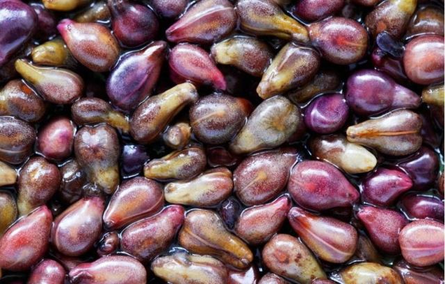 乳腺增生能吃葡萄籽嗎?swisse葡萄籽來月經可以吃嗎 乳腺增生能吃葡萄籽嗎?swisse葡萄籽來月經可以吃嗎