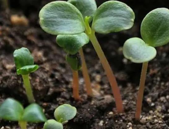 生根粉是在發芽前用還是發芽后用?種子需要什么條件才能發芽 生根粉是在發芽前用還是發芽后用?種子需要什么條件才能發芽