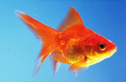 魚身上有白點(diǎn)加鹽可以嗎?養(yǎng)魚的水是什么顏色好 魚身上有白點(diǎn)加鹽可以嗎?養(yǎng)魚的水是什么顏色好