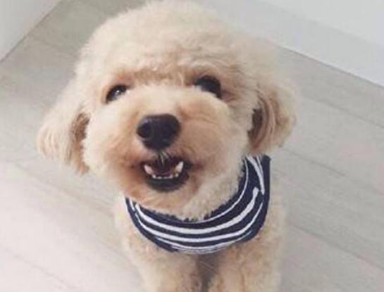 十大聰明犬排名,邊境牧羊犬溫順機(jī)警、貴賓犬如同貴婦般優(yōu)雅 十大聰明犬排名,邊境牧羊犬溫順機(jī)警、貴賓犬如同貴婦般優(yōu)雅