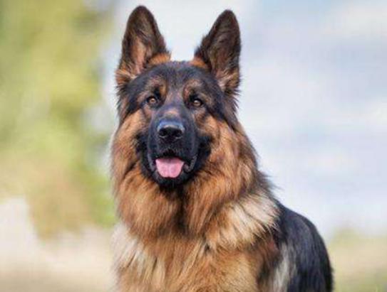 十大聰明犬排名,邊境牧羊犬溫順機(jī)警、貴賓犬如同貴婦般優(yōu)雅 十大聰明犬排名,邊境牧羊犬溫順機(jī)警、貴賓犬如同貴婦般優(yōu)雅