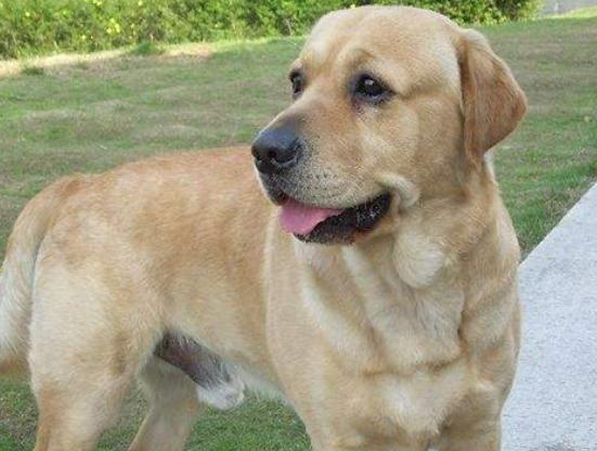 十大聰明犬排名,邊境牧羊犬溫順機(jī)警、貴賓犬如同貴婦般優(yōu)雅 十大聰明犬排名,邊境牧羊犬溫順機(jī)警、貴賓犬如同貴婦般優(yōu)雅