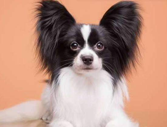 十大聰明犬排名,邊境牧羊犬溫順機(jī)警、貴賓犬如同貴婦般優(yōu)雅 十大聰明犬排名,邊境牧羊犬溫順機(jī)警、貴賓犬如同貴婦般優(yōu)雅