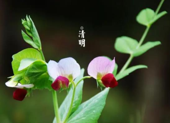 清明節天氣一般多少度?2024清明節哪天上墳最好 清明節天氣一般多少度?2024清明節哪天上墳最好